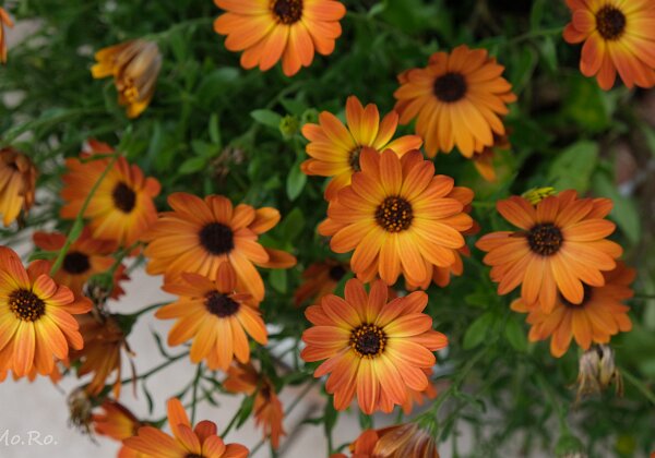 2025-05 Moro - giardini e balconi fioriti