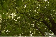 MOR_8229