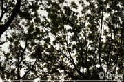 MOR_8232
