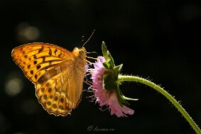 118__DSF1009 null
